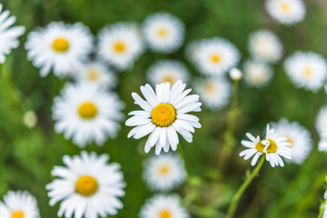 Fototapeta premium field of daisies
