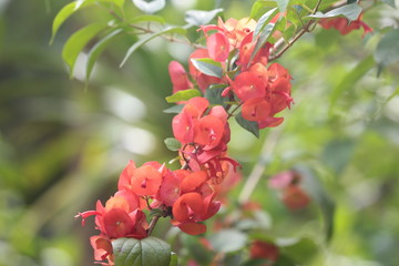 red flowers