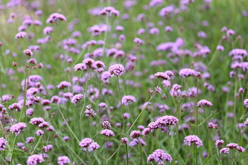 purple flowers in garden