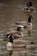 A gaggle of geese on water in a symmetrical formation.