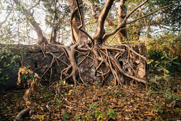 Obraz premium wall of old fort