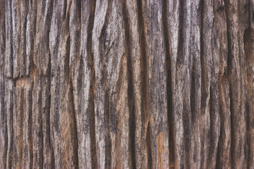 Wood texture background