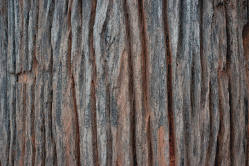 Obraz premium Wood texture background