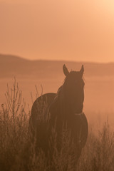 Wild Horse at Sunset in the Utah Desert