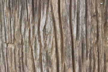 Obraz premium Wood texture background