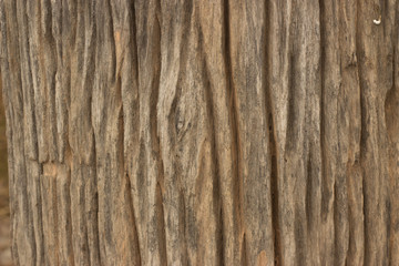 Fototapeta premium Wood texture background
