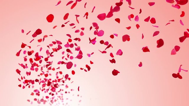 4K. Flying Rose Petals On Pink Background. Seamless Looped. 3D Animation.