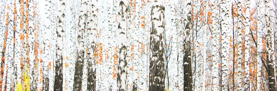 Fototapeta beautiful scene with birches in yellow autumn birch forest in october among other birches in birch grove