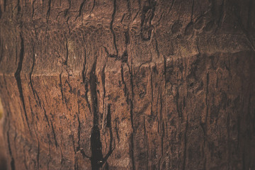 Wood texture background