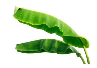 Banana leaves isolated with clipping paths on a white background for graphic design.Tropical plants that are easily grown and ripe fruit are popular throughout the world.