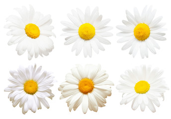 Collection of creative daisies flowers isolated on white background. Flat lay, top view. Floral pattern, object