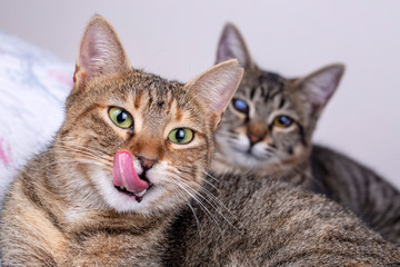 Obraz premium Pet animal; cute cat indoor. Cute kitten cat.