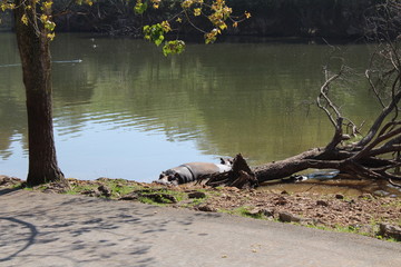 watching the hopopotamos in their pond, in Cabarceno © iker