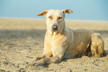 dog on the beach
