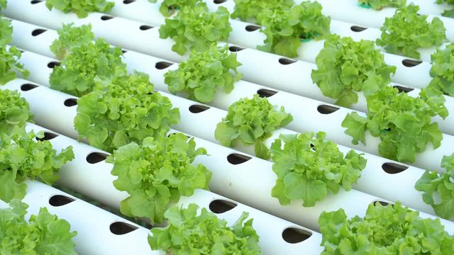 panning shot of Green Oak hydroponics vegetable farming