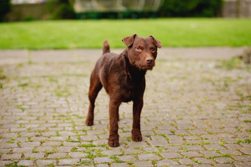 Curious Patterdale Terrier