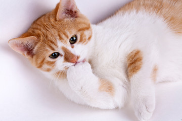 Pet animal; cute cat indoor. Cute kitten cat.