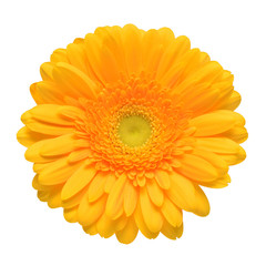 Yellow gerbera head flower isolated on white background. Calendula officinalis, marigold. Flat lay, top view