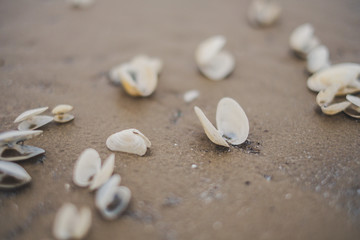 shells on the beach