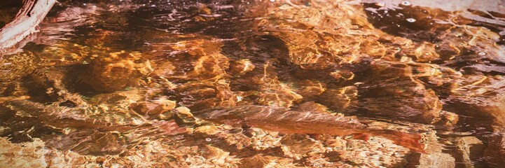 Fish in stream water