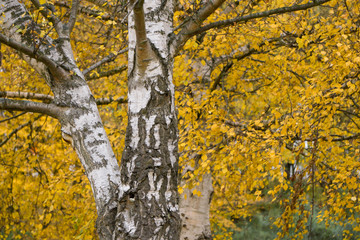 Birkenstamm und Blätter