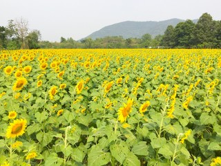 Fototapeta na wymiar yellow land sunflower field beautiful fresh time