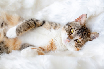 Pet animal; cute cat indoor. Cute kitten cat.