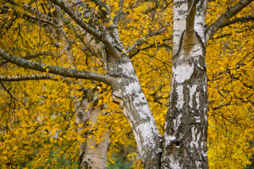 Birkenstamm und Blätter