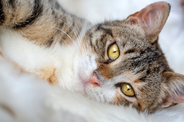 Pet animal; cute cat indoor. Cute kitten cat.