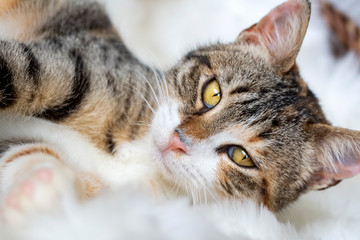 Fototapeta na wymiar Pet animal; cute cat indoor. Cute kitten cat.