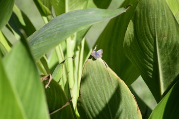 butterfly on leaf
