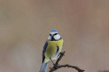 Portrait of a little blue titmouse on a blurred brown background...