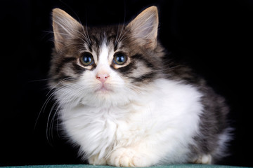 Pet animal; cute cat indoor. Cute kitten cat.