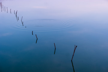 Wooden poles in lake