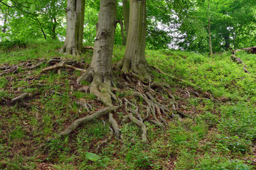 Buche mit verzweigten Wurzeln