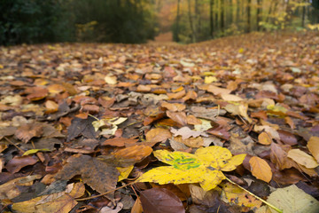 Ahornblatt auf einem Wanderweg