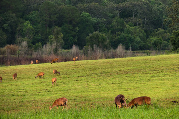 Naklejka premium Herd of barking deer