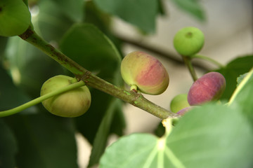Figs on a tree as a background