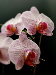 Orchidee, Phalaenopsis mit schwarzem Hintergrund, selektiver Fokus