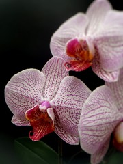 Fototapeta na wymiar Orchidee, Phalaenopsis mit schwarzem Hintergrund, selektiver Fokus