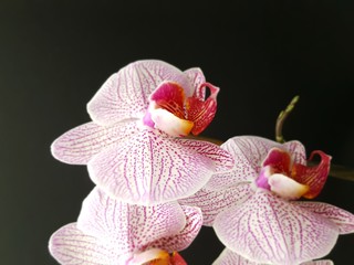 Orchidee, Phalaenopsis mit schwarzem Hintergrund, selektiver Fokus
