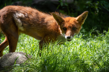 Fuchs - Vulpes vulpes