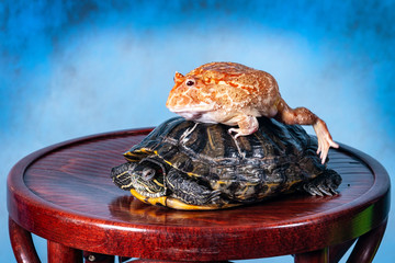A frog riding a turtle