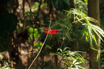 Dragonfly, Railay, Krabi, Thailand