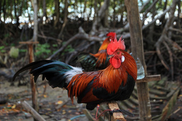 Rooster, Railay Beach, Krabi, Thailand