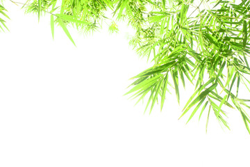 Bamboo leaves isolated on a white background for graphic design.