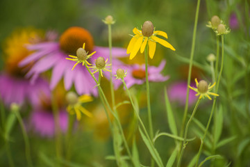 Wildflowers at the Park