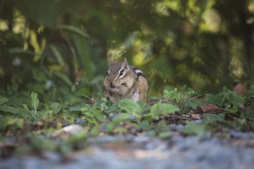 squirrel in forest