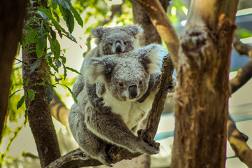 Close up of koala mother with her baby on the back jumping between trees in summer in Sydney zoo (Sydney, New South Wales, Australia)