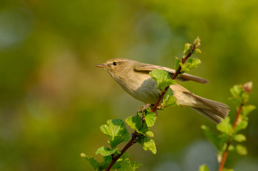 The common chiffchaff, or simply the chiffchaff, (Phylloscopus collybita) is a common and widespread leaf warbler which breeds in open woodlands. Singing spring bird